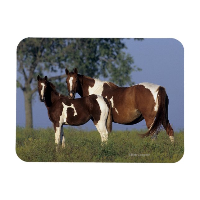 Ímã Paint Mare & Foal (Horizontal)