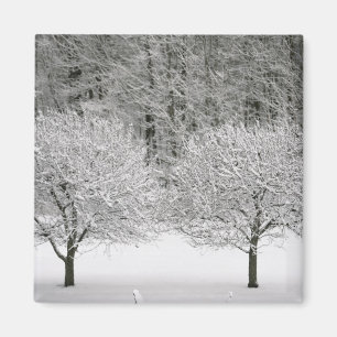 Imã Paisagem coberto de neve