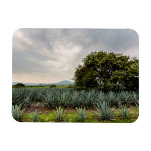 Ímã Paisagem com Agave Azul