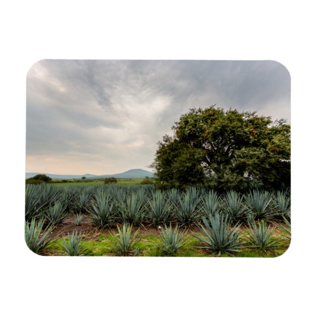 Ímã Paisagem com Agave Azul (Horizontal)
