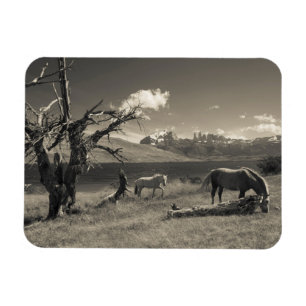 Ímã Paisagem com cavalos