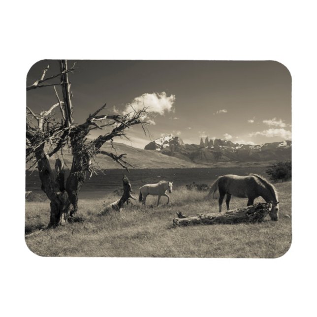 Ímã Paisagem com cavalos (Horizontal)
