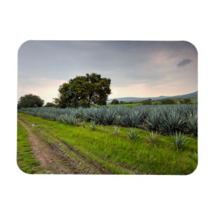 Ímã Paisagem da agave azul