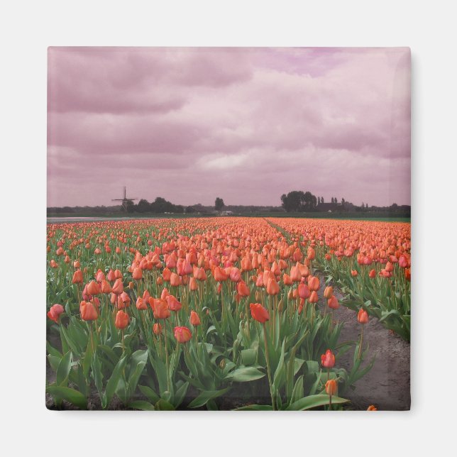 Imã Paisagem das Tulipas Vermelhas (Frente)
