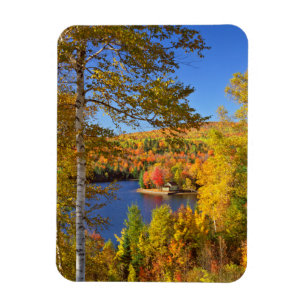 Ímã Paisagem de árvore de outono, Maine