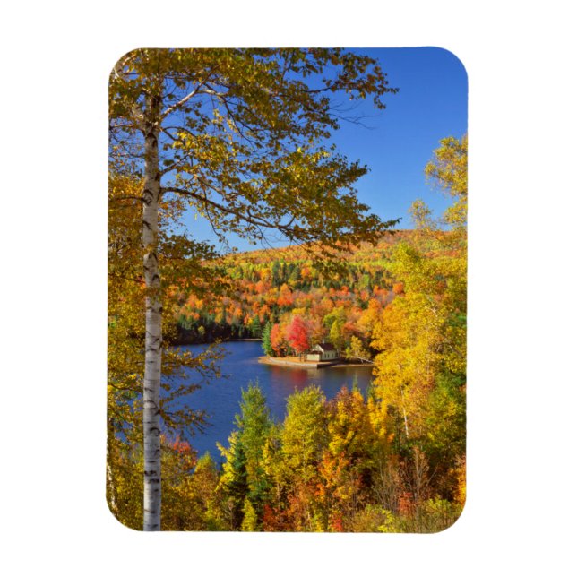 Ímã Paisagem de árvore de outono, Maine (Vertical)
