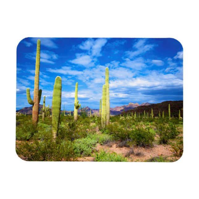 Ímã Paisagem de cacto do deserto, Arizona (Horizontal)