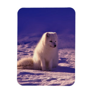Ímã Paisagem de Neve de inverno com Raposa Árctica