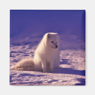 Imã Paisagem de Neve de inverno com Raposa Árctica