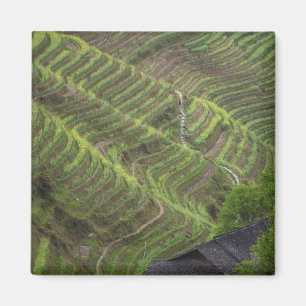 Imã Paisagem de terraços de arroz na montanha,