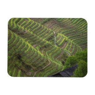 Ímã Paisagem de terraços de arroz na montanha,