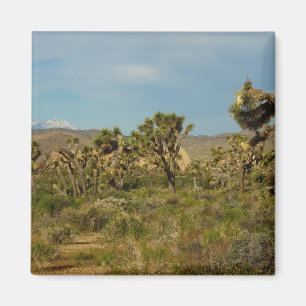 Imã Paisagem do Deserto do Parque Nacional de Joshua T
