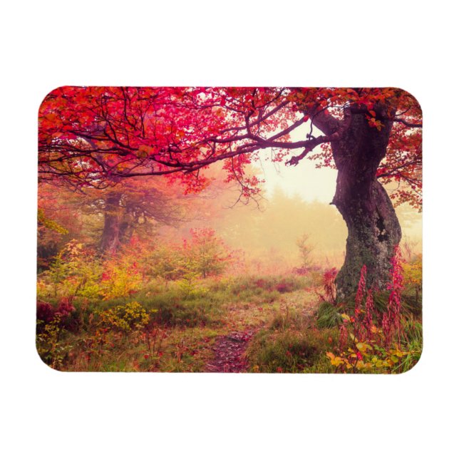Ímã Paisagem Majestosa Com Árvores De Outono Na Flores (Horizontal)