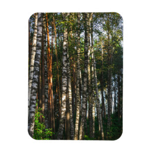 Ímã Paisagem Natural Paisagem Floresta Árvores de Bir