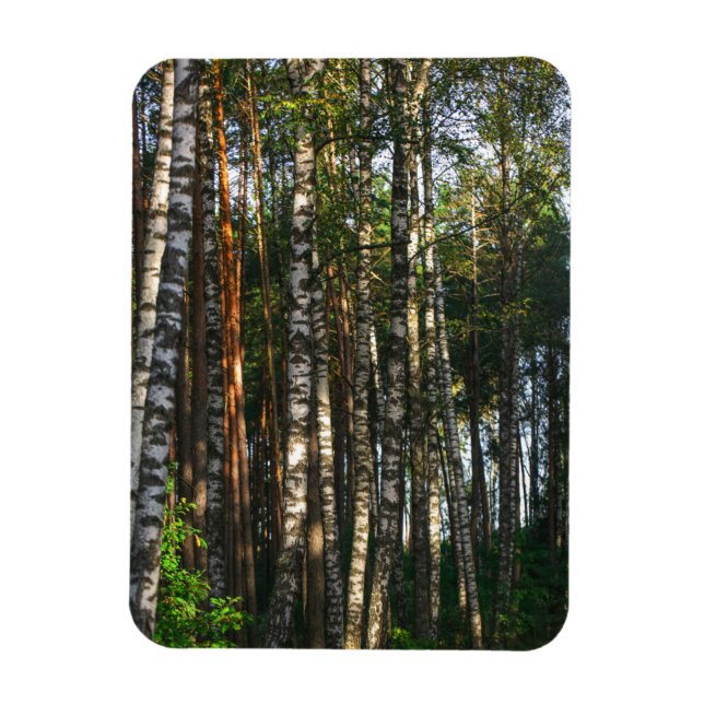 Ímã Paisagem Natural Paisagem Floresta Árvores de Birc (Vertical)