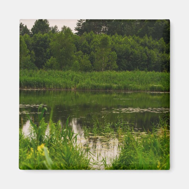 Imã Paisagem Natureza Paisagem Floresta Floresta (Frente)