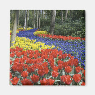 Imã Países Baixos, Holanda, Lisse, Jardins Keukenhof