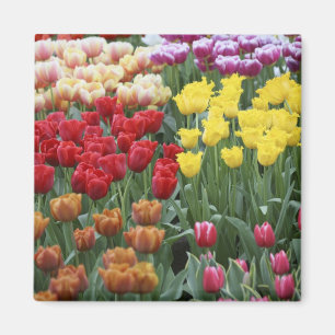 Imã Países Baixos, Jardins Keukenhoff, tulipas.