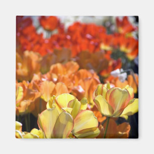 Imã Países Baixos (também conhecido como Holanda), Lis