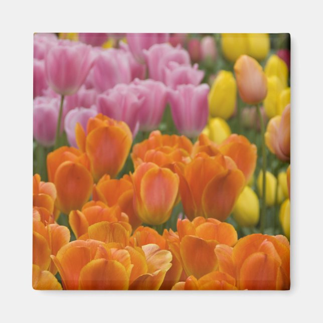 Imã Países Baixos (também conhecido por Holanda), Liss (Frente)