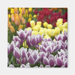 Imã Países Baixos (também conhecido por Holland), Li