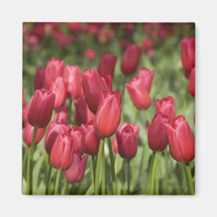 Imã Países Baixos (também conhecidos por Holland), L