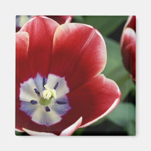 Imã Países Baixos (também conhecidos por Holland), L