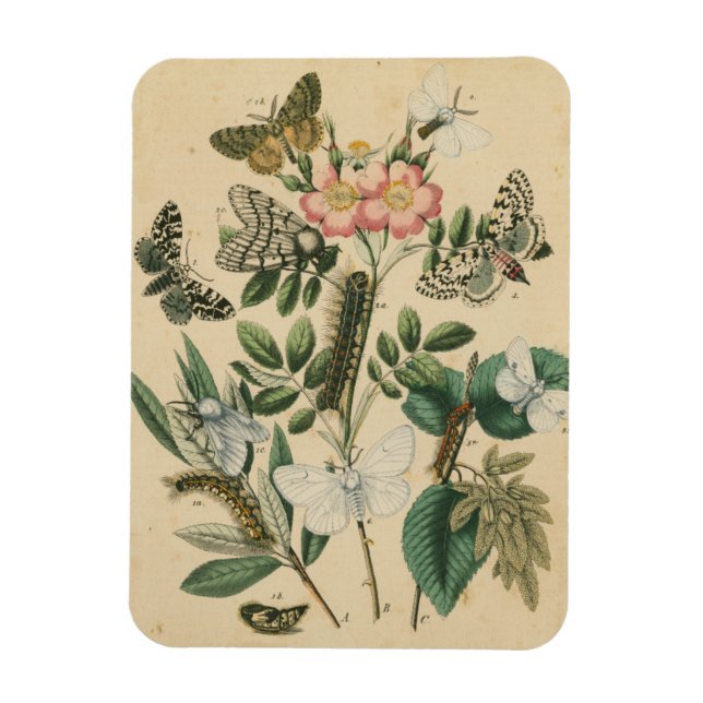 Ímã Palcos da vida da borboleta pelo Vision Studio (Vertical)