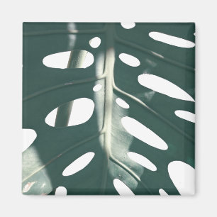 Imã Pale Green Pastel Swiss Cheese Plant