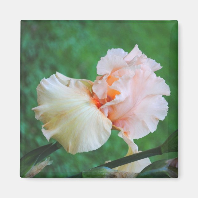 Imã Pale Peach Iris Magnet (Frente)