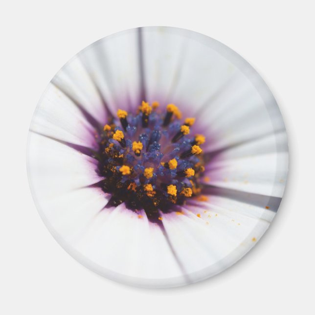 Imã Pale Purple Daisy (Frente)