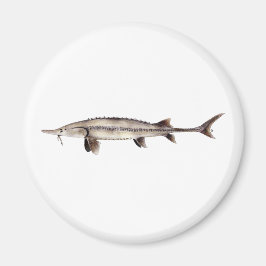Imã Pallid Sturgeon - Scaphirhynchus albus