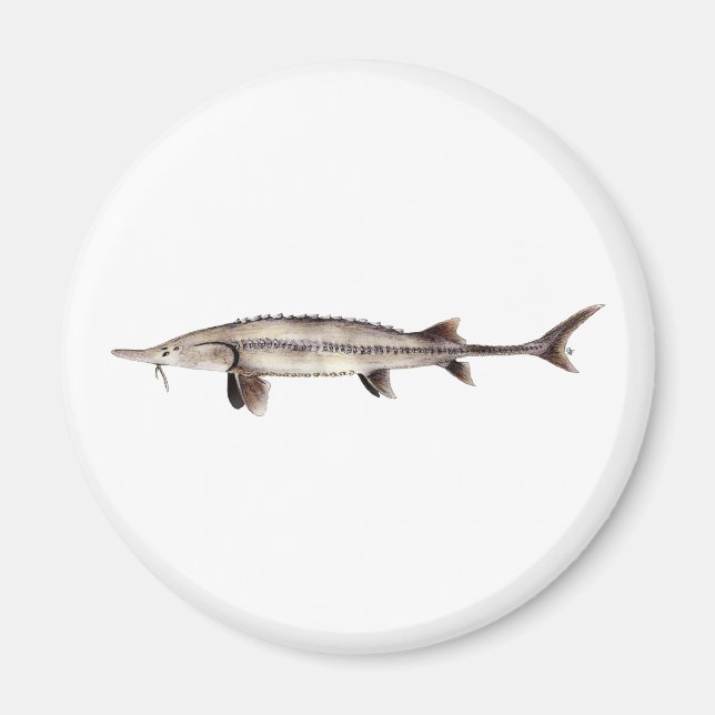 Imã Pallid Sturgeon - Scaphirhynchus albus (Frente)