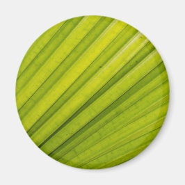 Imã Palm Leaf