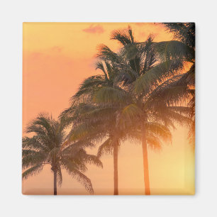 Imã Palmas de Miami