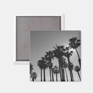 Imã Palmas do Oceano de Verão - Fotografia Branca e Pr