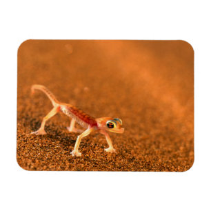 Ímã Palmatogecko em duna de areia, Swakpomund, Erongo