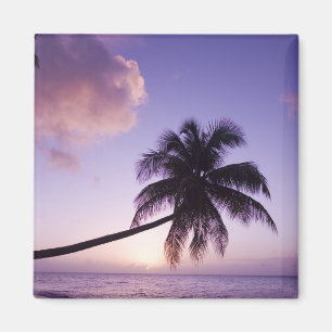 Imã Palmeira solitária ao pôr do sol, praia de Coconut