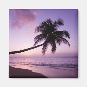 Imã Palmeira solitária ao pôr do sol, praia de Coconut