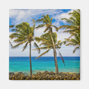 Imã Palmeiras de coco (Cocos nucifera)