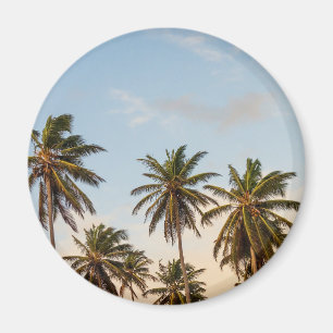 Imã Palmeiras de Natal tropical