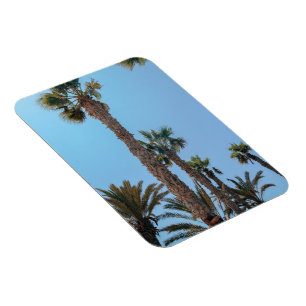 Ímã Palmeiras de Verão