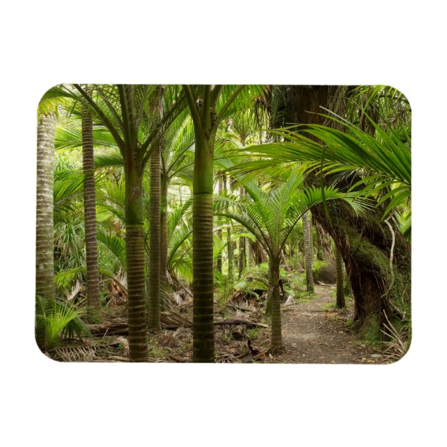 Ímã Palmeiras Nikau, Heaphy Track, perto de Karamea, (Horizontal)