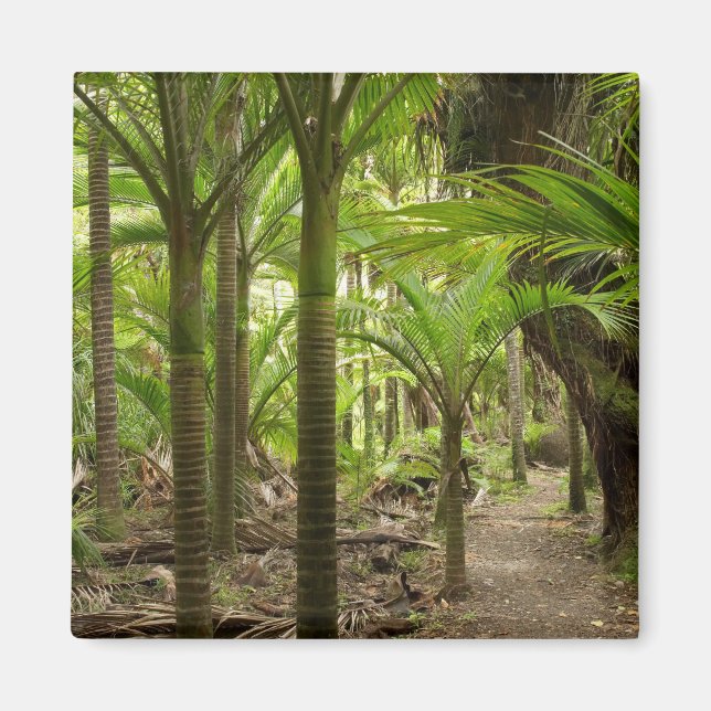 Imã Palmeiras Nikau, Heaphy Track, perto de Karamea, (Frente)