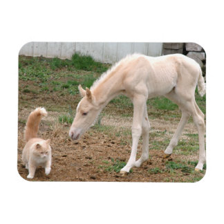 Ímã Palomino Baby Horse e Barn Cat