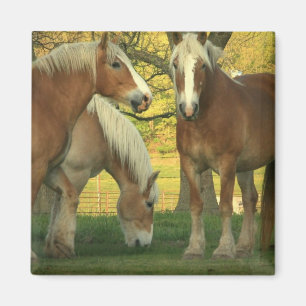 Imã Palomino Draft Horses Square Magnet