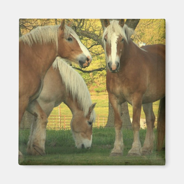 Imã Palomino Draft Horses Square Magnet (Frente)