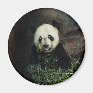 Imã Panda