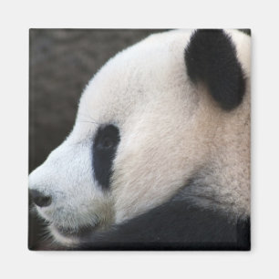 Imã Panda