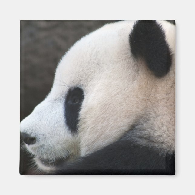 Imã Panda (Frente)